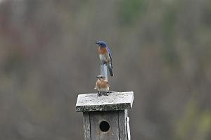 Bluebird, Eastern, 2025-05087891 Ipswitch River Wildlife Sanctuary, MA